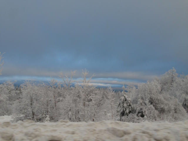 snowcoveredtrees-1024.png
